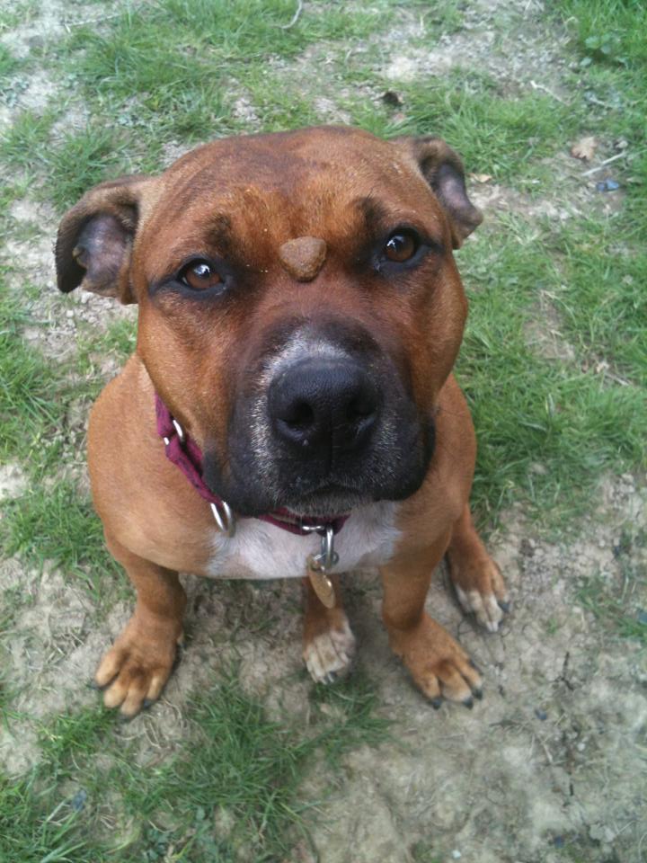 hey everyone I'm new to all this :) read how i got my staffie 250108_10201195301071205_859097262_n_zpsaaedbc3c