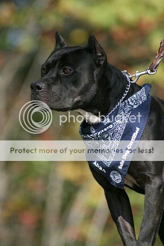 Caragan kennel american pit bull terriers  Hitman-03_zpsf2527404