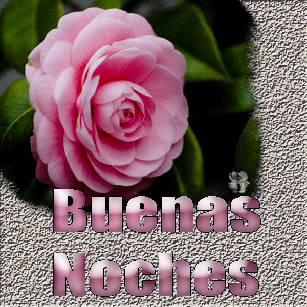 Rosa rosa Buenas-noches_zps74f8da9d