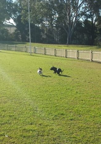 Rocky at the park with his new friends Afd6de0e-3746-44bd-9c97-802cac5e3032_zps2e16243e