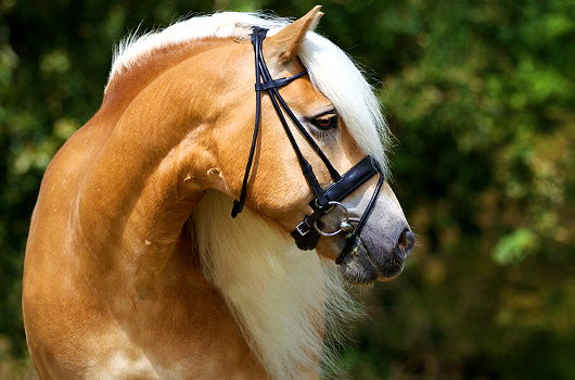 HAFLINGER • Gold Passion (é) Haflinger11_zps83d65f05