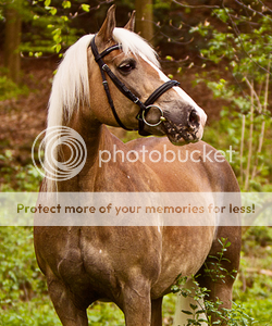 DONS DE PHOTOS - Page 2 Haflinger11pc_zps259086fb