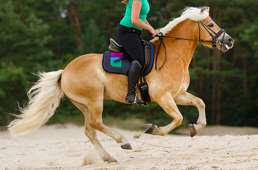 HAFLINGER • Gold Passion (é) Haflinger12_zps191fbeb5