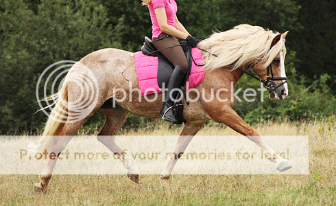 DONS DE PHOTOS - Page 2 Haflinger22pc_zps0d6ac4b9