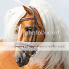 Haflinger - Cry Me A River (♂) Haflinger23p_zps0fa529a6