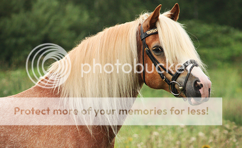 DONS DE PHOTOS - Page 2 Haflinger23pc_zps2107f412