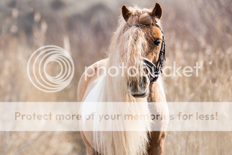 Shetland - Lucky Clover (♂) Shetland14_zpsfe74d0c4