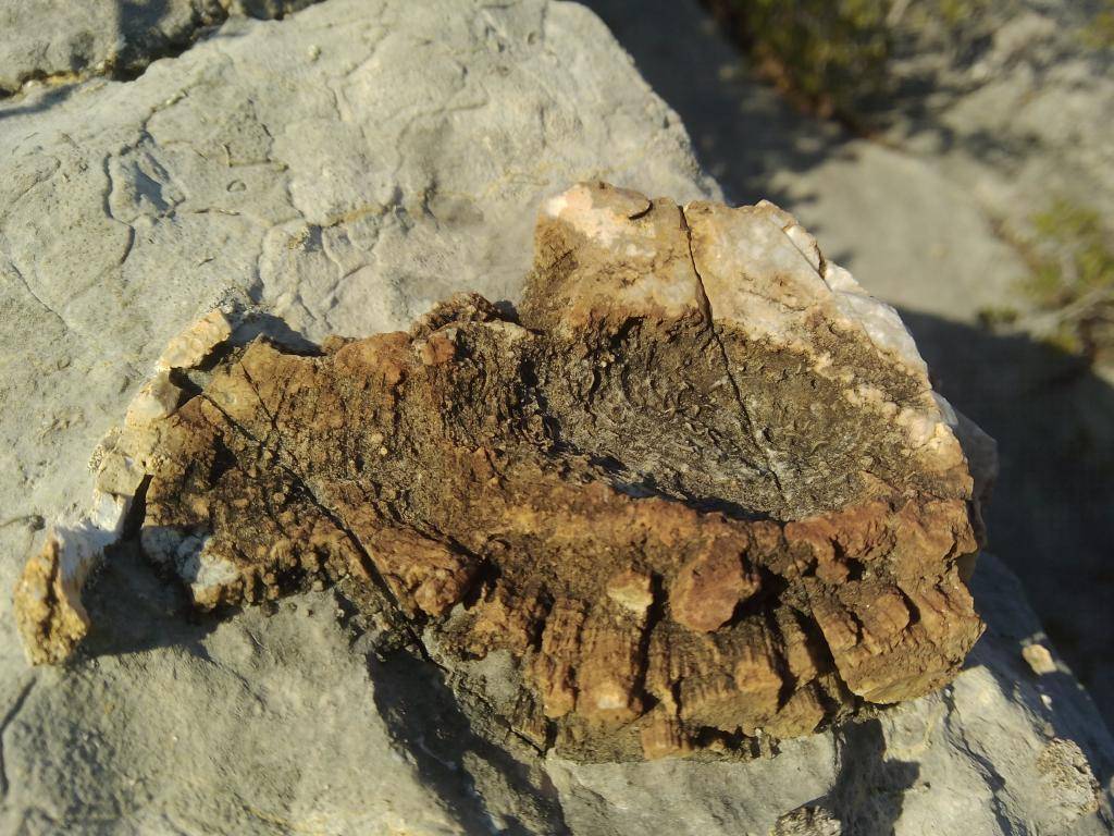 Identificación fósil o no fósil IMG_20150223_180317_zpsrtgyzwbx