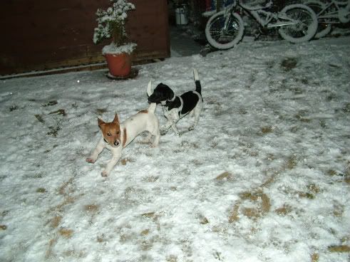 Pepper & Dusty - two JRT'S OllieOzzy