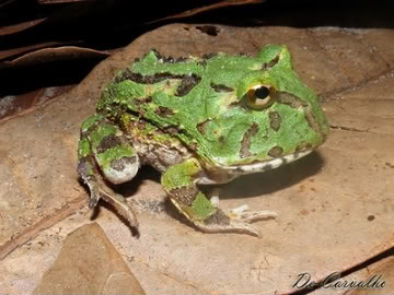 coleccion de fotos de ceratophrys de fases CeratophrysjoazeirensisMercadaldeBarrio1986