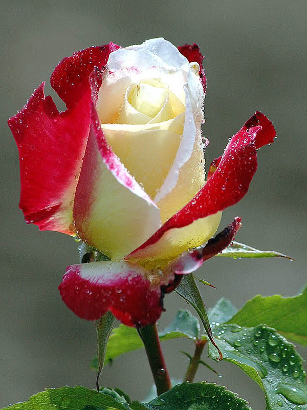    Picture-red-rose-white