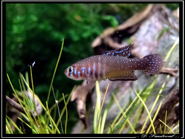 Simpsonichthys santanae Ribeirao do Santana NP/07 Untitled-4jpgee