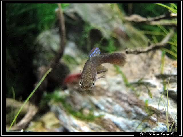 Simpsonichthys santanae Ribeirao do Santana NP/07 Untitled-5jpgdd