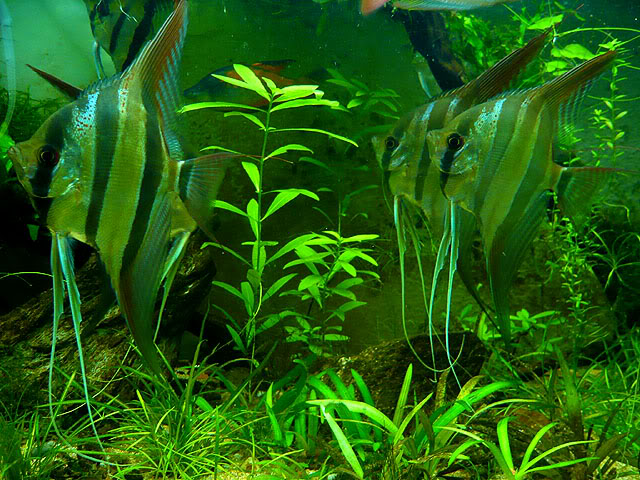 altum m - Pterophyllum Altum Untitled-1-25