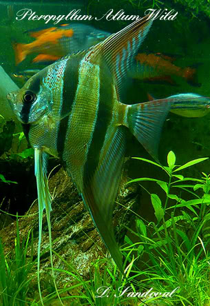 altum m - Pterophyllum Altum Altum-1