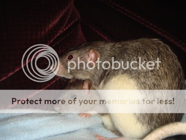 My new ratty babes! Intro pics added x DSC01819