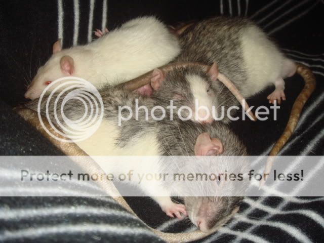 My beautiful rats DSC02328