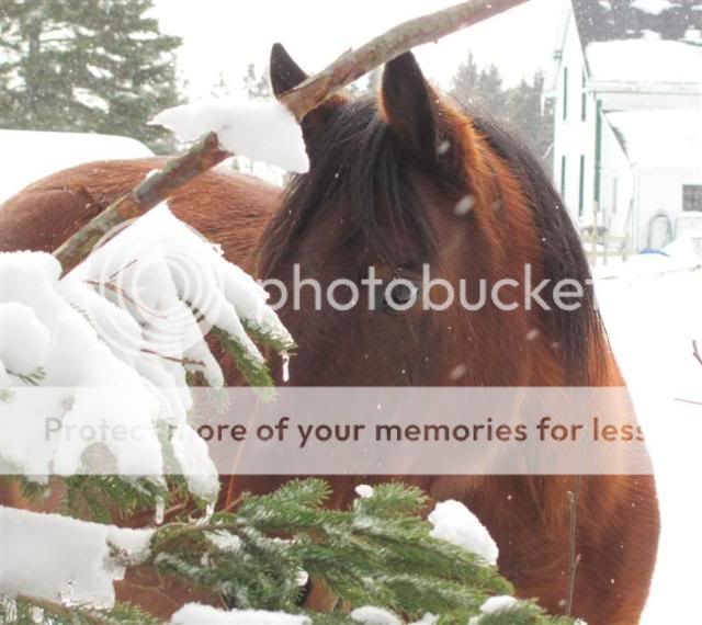Its been a wonderful winter for my horses...  loads of snow. ( Pic Overload) IMG_6188Medium