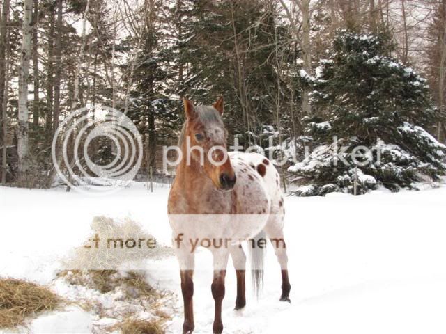 Its been a wonderful winter for my horses...  loads of snow. ( Pic Overload) IMG_6400Medium