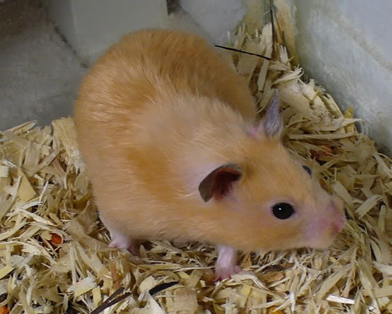 Tổng hợp về chủng loại Hamster (Phần 2) GoldenHamster