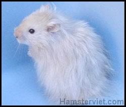 Tổng hợp về chủng loại Hamster (Phần 2) SyrianLHBlonde