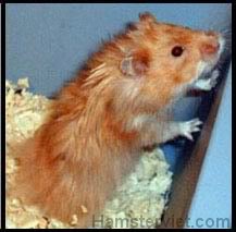 Tổng hợp về chủng loại Hamster (Phần 2) SyrianLHCinnamonSatin