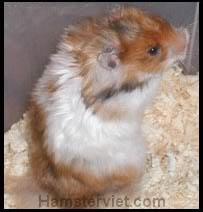 Tổng hợp về chủng loại Hamster (Phần 2) SyrianLHGoldenBandedSatin