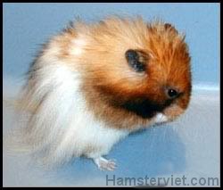 Tổng hợp về chủng loại Hamster (Phần 2) SyrianLHYellowBandedSatin