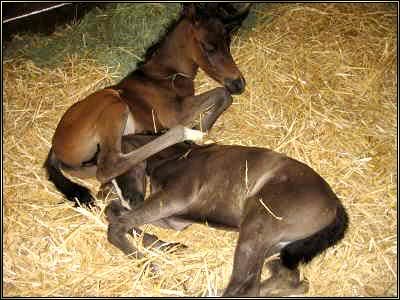 Slike drebadi Twin-foals_02