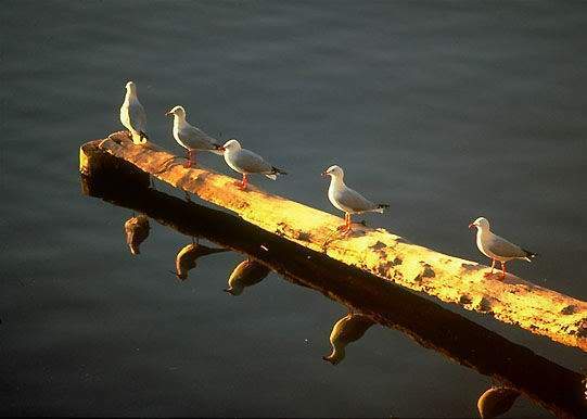 اهداء Gulls