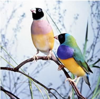 اهداء Gouldian_finch_pair