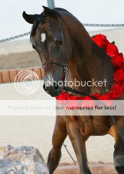 -FriesianFantasy's Wild Horse Herd- Hulahula2