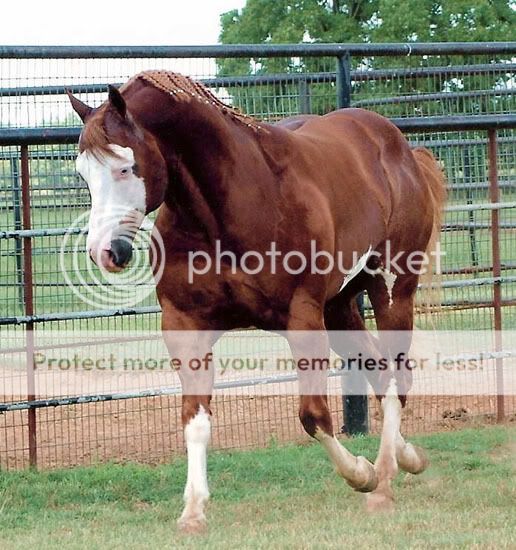 -FriesianFantasy's Wild Horse Herd- Scan2