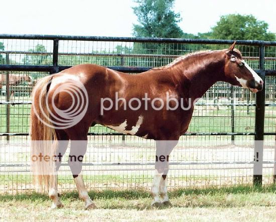 -FriesianFantasy's Wild Horse Herd- Scan3