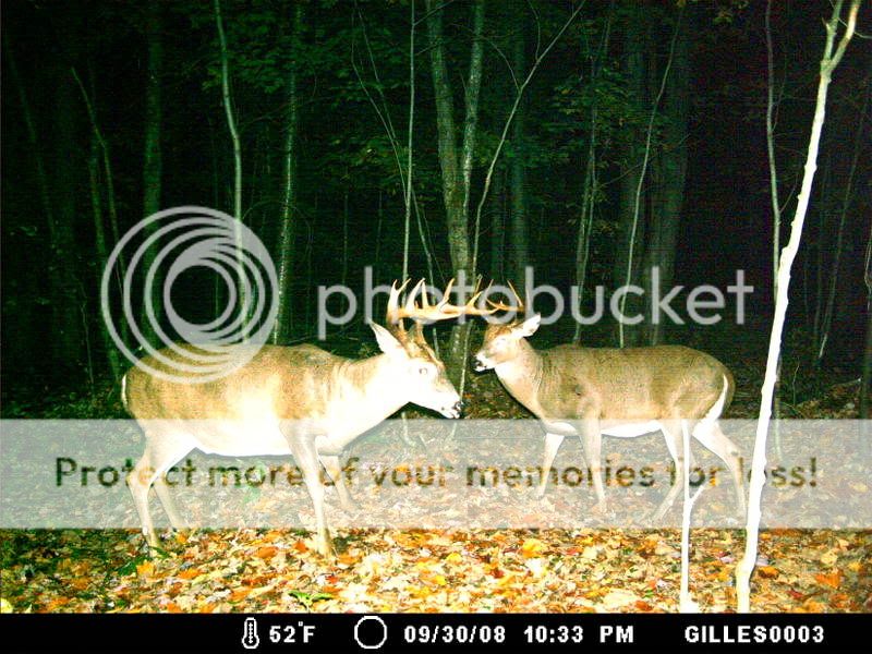 2 beaux bucks mais un blessé MDGC0038