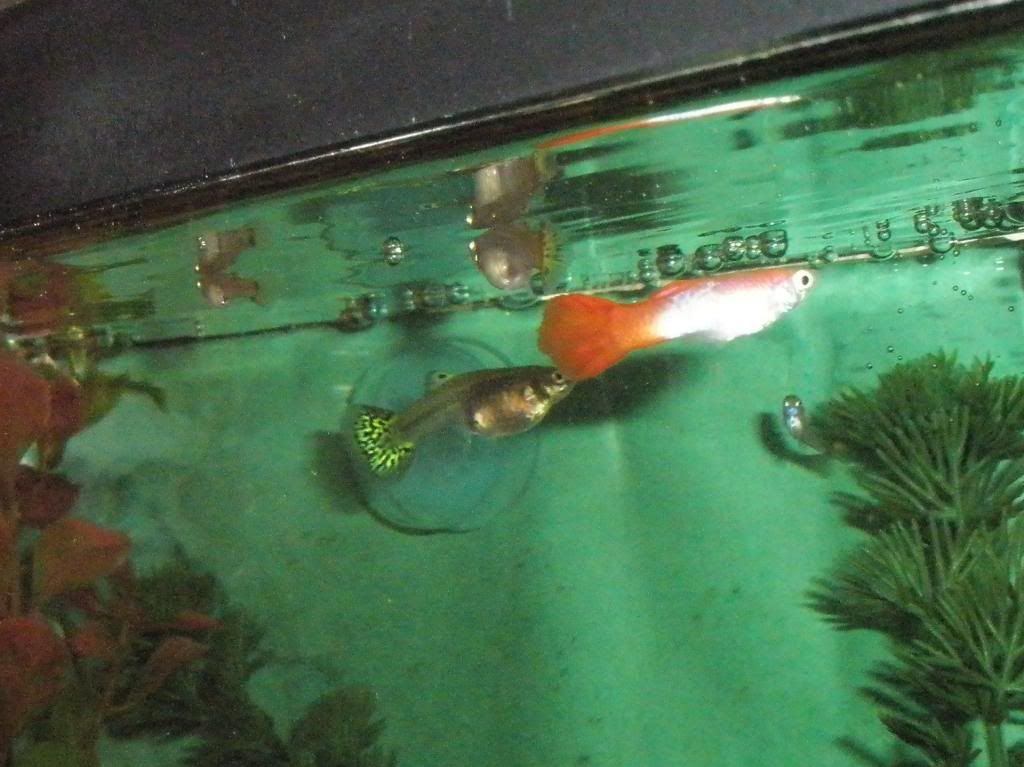 Mis otros peces PC055434