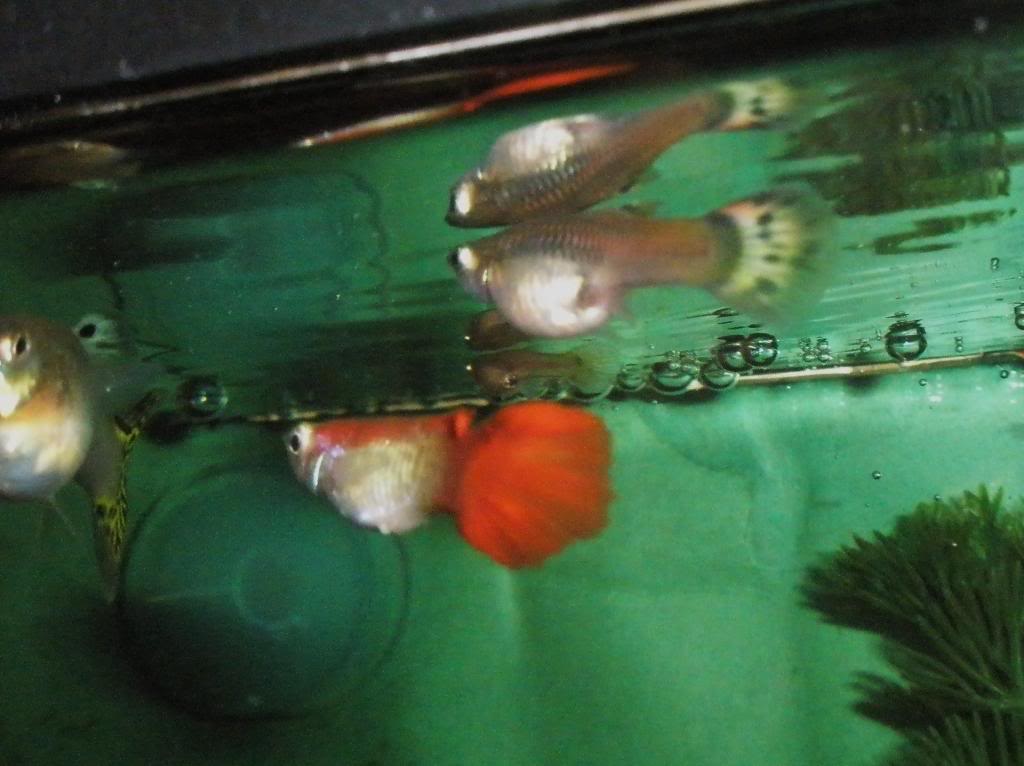 Mis otros peces PC055436