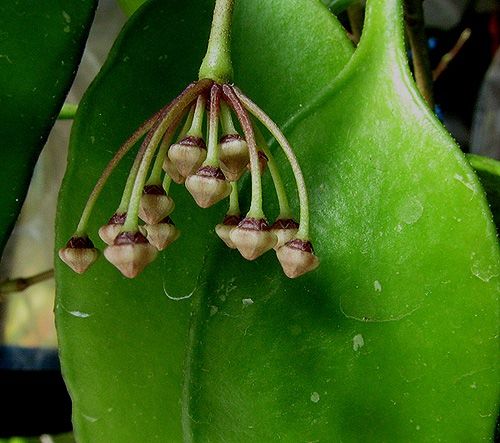 Hoya sp. (EPC-188 ) Krabi, South of Thailand IMG_9197-----_zpsdods1pa9