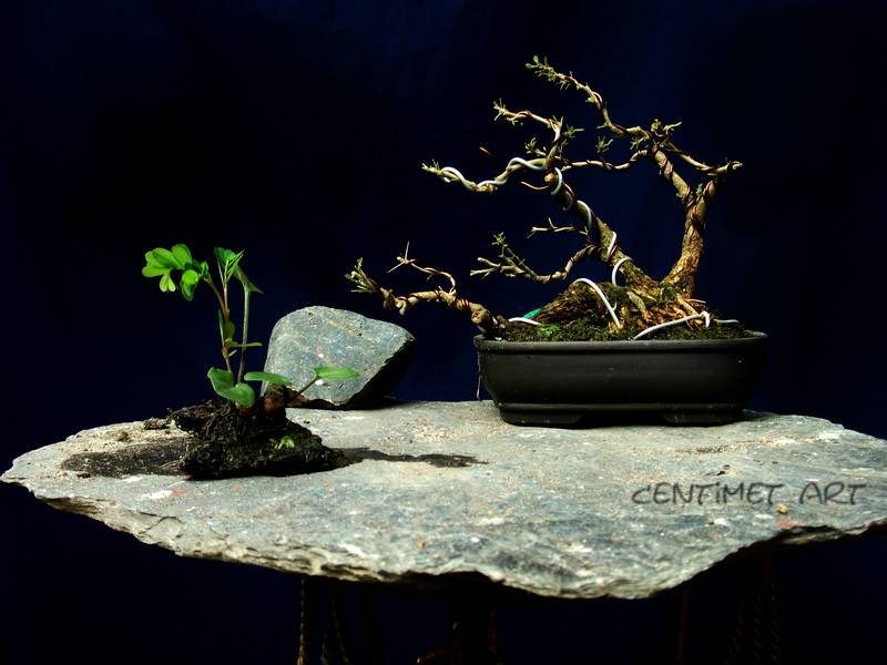 my bonsai ..i from Viêt Nam. 1-15