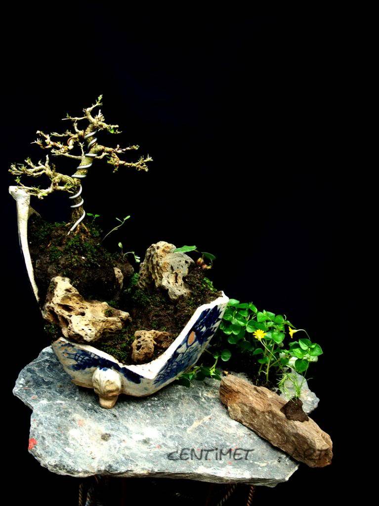 my bonsai ..i from Viêt Nam. 1-22_zpsdc006af1