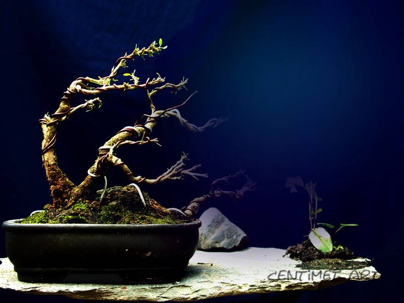 my bonsai ..i from Viêt Nam. 33