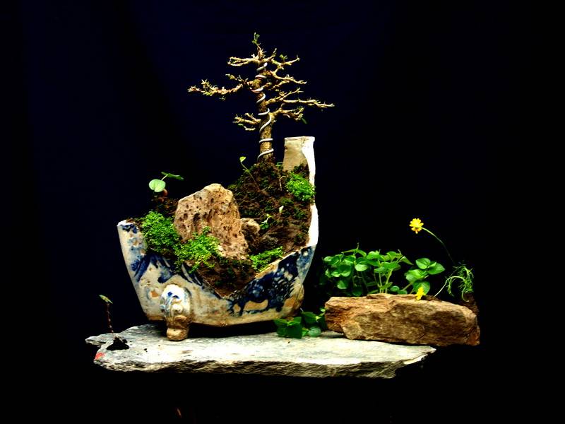 my bonsai ..i from Viêt Nam. 4-20_zpsf9d833b9