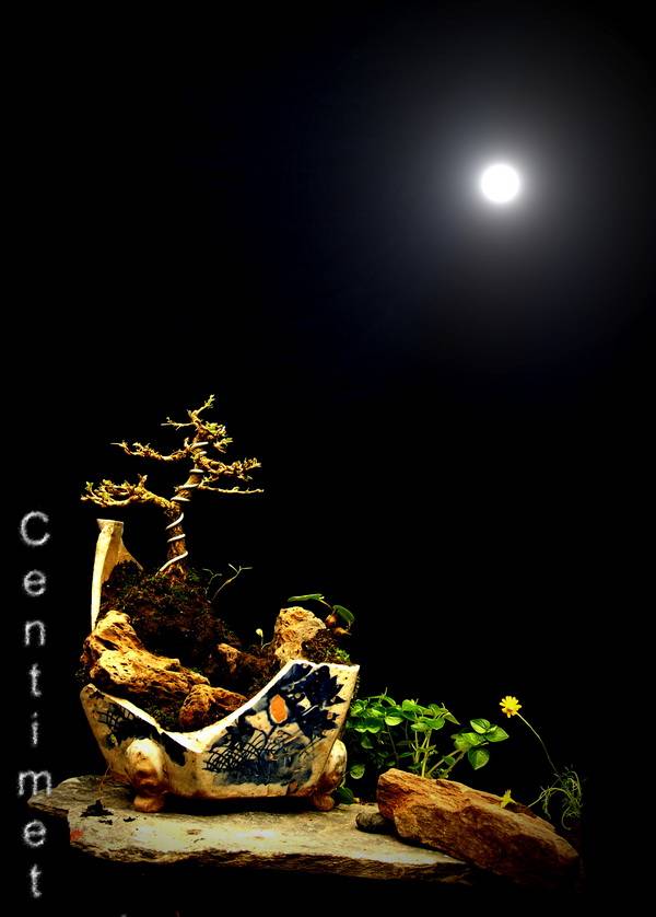 my bonsai ..i from Viêt Nam. 9-9_zps39effd48