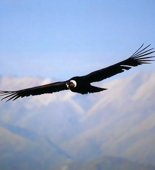 The Great Pretender - Ficha de David "Crow" Condor_zpse90d34ac
