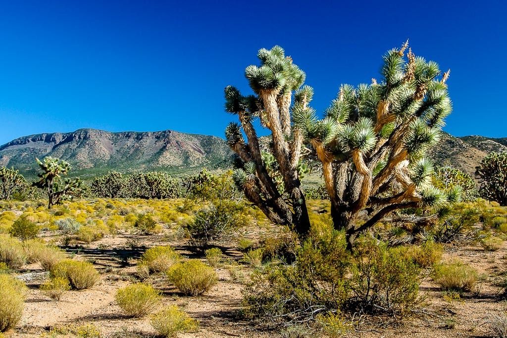 Désert de l'Arizona Las%20vegas%206%20L_zpsx2atehbm