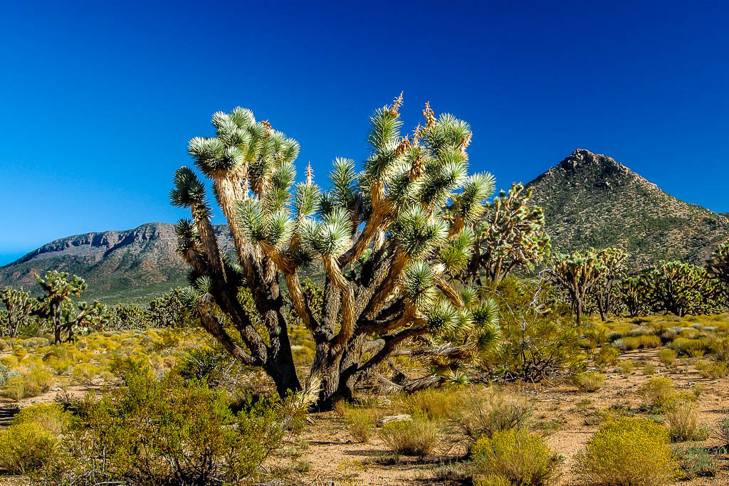 Désert de l'Arizona Las%20vegas%208%20L_zpsykhtv4mz