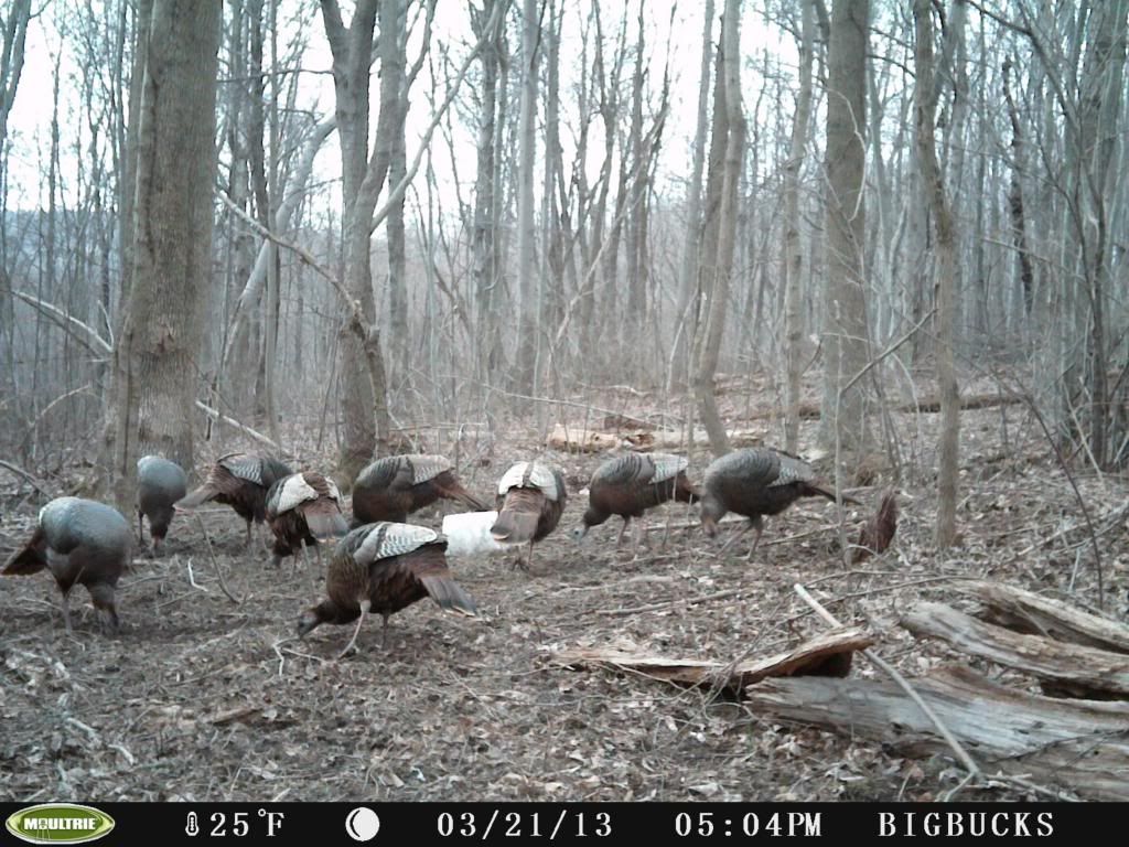 A few from this weeks pull 3-23-13 Moultrie I-35 PICT0697_zps3d8c2091