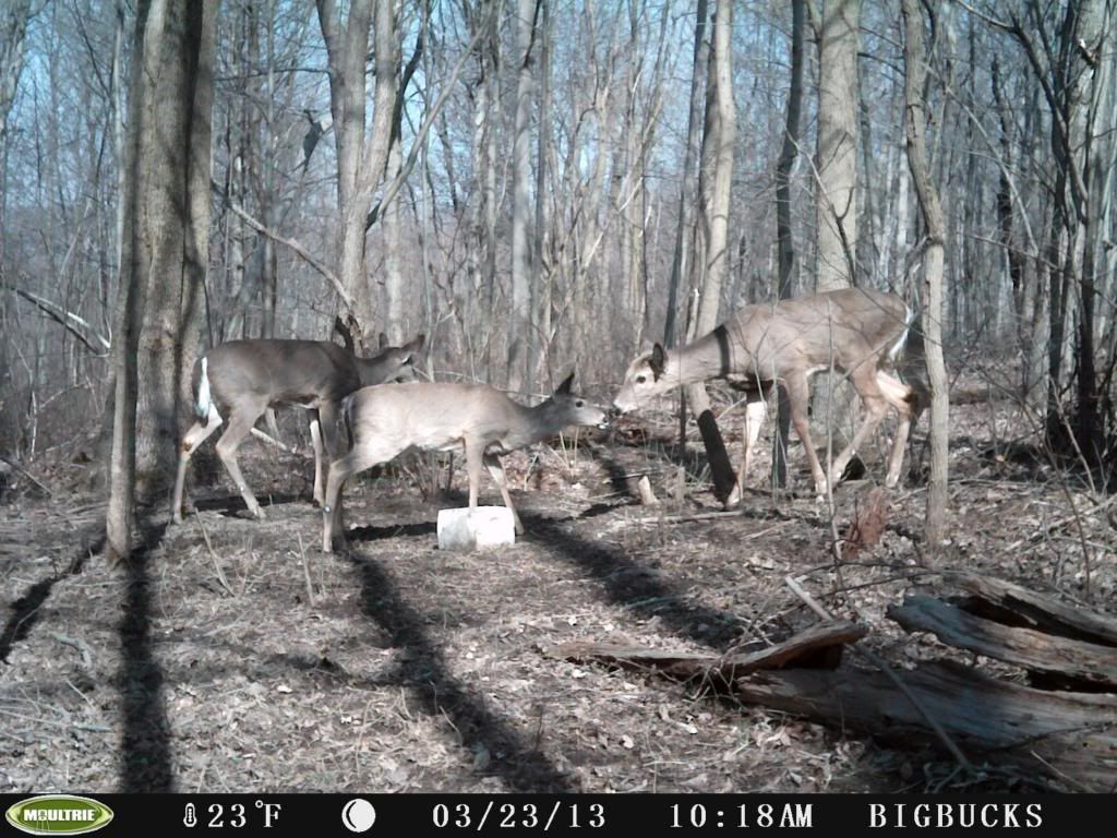 A few from this weeks pull 3-23-13 Moultrie I-35 PICT0814_zps2529a2db