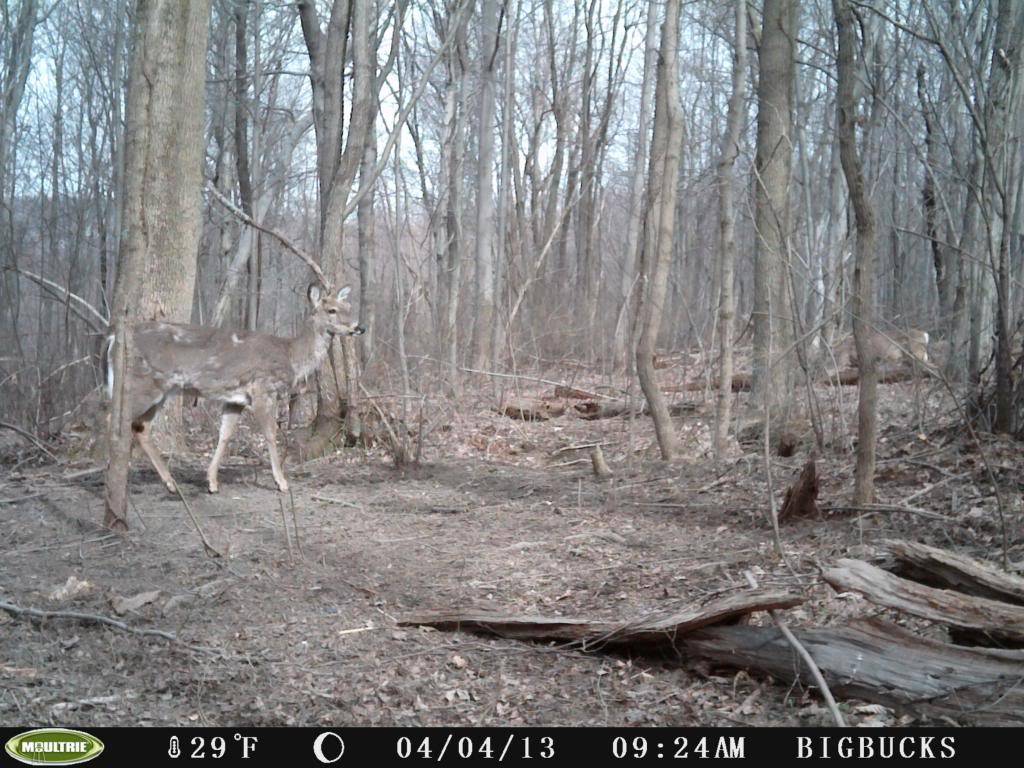 A few from this weeks pull 4-6-13 Moultrie I-35 PICT0946_zpsf6ead04d