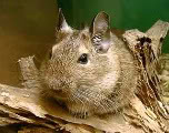 Degus